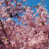 公園の桜が満開です