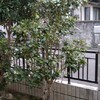 寒椿　もう終わってしまった