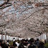 段葛の桜