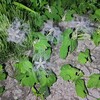 カラスウリの花見たさにウォーキング