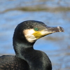 大きな池のある公園で、初めての探鳥