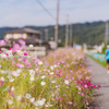 サイクリングロードのコスモス
