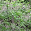 オウチ　楝・樗（栴檀）の花ちる