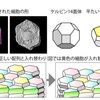 経皮感作　ケルビン14面体