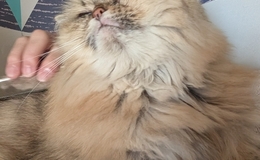 記事を見る