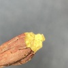 小耳に挟んだ情報。美味しい焼き芋を作るひと手間。