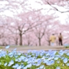 幕張のお花見スポット☆