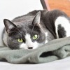 猫が毛布を食べる！？ウールサッキングという異食症を危険性から原因と対策まで解説