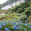 【週末京都】京阪「宇治・伏見１dayチケット」で宇治日帰り旅🌻⛩