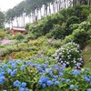 【週末京都】京阪「宇治・伏見１dayチケット」で宇治日帰り旅🌻⛩