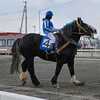 ばん馬がカッコ良い！帯広ばんえい十勝競馬「2025･26 snow season NO.62北海道雪山旅」