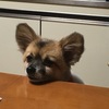 犬に与えてはいけない食べ物とは