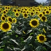 名残の夏花かも・・・・クレオメ他