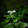 Kamakura snap #21