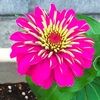 ヒャクニチソウの花たち