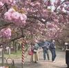 春の風物詩「桜の通り抜け」３年ぶりに一般公開