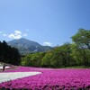 羊山公園のシバザクラ