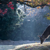 秋の奈良公園