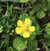 ヘビイチゴの花と実