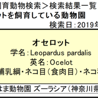 マーゲイのいる動物園は 飼育展示動物園とマーゲイ情報まとめ アリエスコム Ariescom