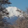 忍野村の富士山と桜