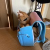 ランドセルが開いていると、中に入り込んでしまう猫