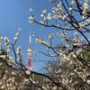 芝公園内の梅園「銀世界の梅」が素晴らしい♡2021年の見ごろと現在の開花状況