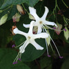 (285) Clerodendrum trichotomum