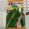 ゴーヤを植え付けました(^^)/ (6月19日)