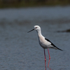 2019年4月13日の鳥撮り(2/2)-千葉県南部