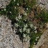 高山植物・岩場の花達