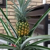 パイナップル🍍ついに実る！(竿休み)