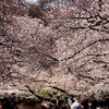 上野公園の桜を撮影