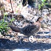 山道の山鳥