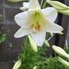 ７８３．夏風邪