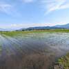家の田んぼ。古民家ヨガのあるのはこんなところ
