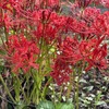 彼岸花が一斉に咲き出した
