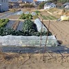 自家の畑で農作業