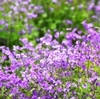 M診療所／ がんの治療をやめたいだけなのに～妻の目線　