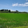 北海道と千葉、九州の田植え時期＆稲刈り時期の違いに驚き！🌾