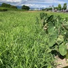 無農薬で野菜づくり。草刈！