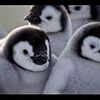 【プライムビデオで無料】うつ病療養中に観た、元気が出る映画