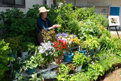 初夏の風を感じながら草花と庭巡る　上越市内31軒でオープンガーデン　