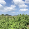 定例会一般質問