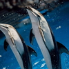 【機材レビュー】水族館撮影の機材たち～Canon EFマウント編～