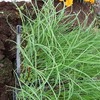 玉ねぎの苗植え