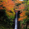 養老公園の紅葉