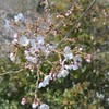 令和3年　桜開花状況