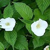 水生園と野鳥観察の森