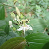 10月の生き物観察会～野の花苑